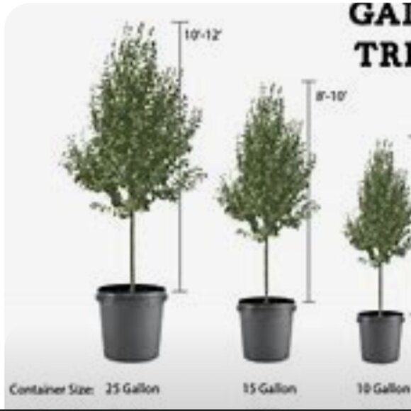 ADD $1 - Eastern Pink Flower Ornamental Trees - Small 7ft (Retail $80-180) - Picture 5 of 7